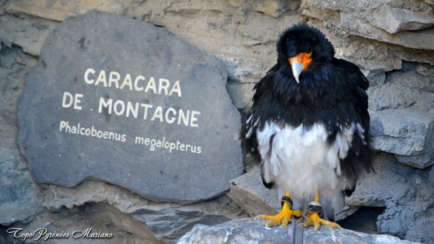 Le Donjon Des Aigles Les Topos Pyrenees Par Mariano